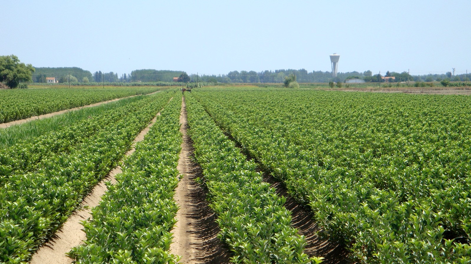 Macfrut injertos frutales|Macfrut injertos frutales|Macfrut injertos frutales